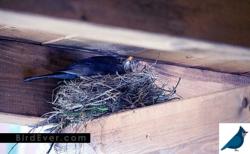 A Bird In The Nest Of A House