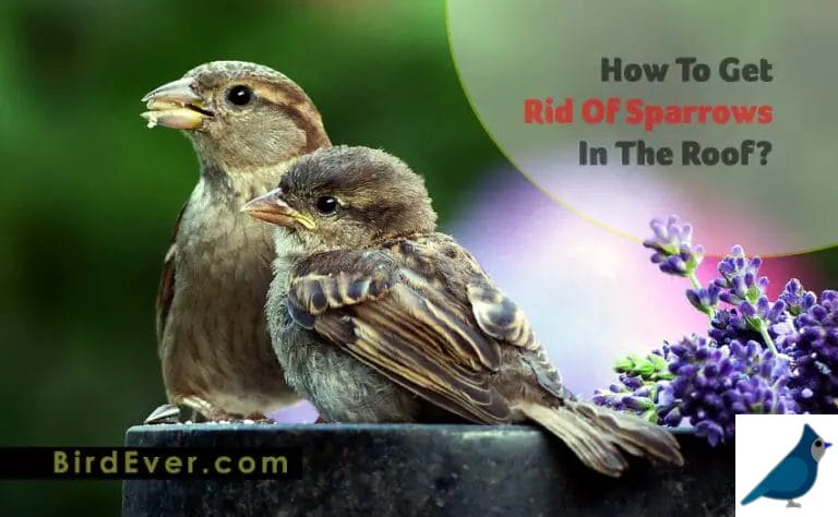 How To Get Rid Of Sparrows In The Roof? | 5 Proven Methods