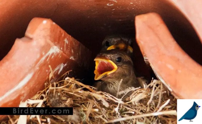sparrows nest