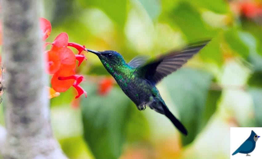 do Hummingbirds eat bugs