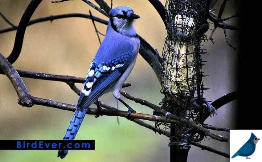 best blue jays bird feeder