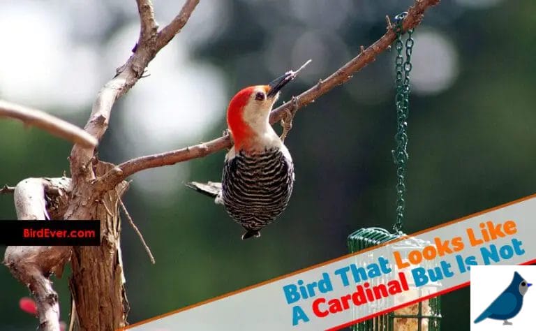 Which Bird Look Like A Cardinal Bird? | 8 Similar Birds of Cardinals