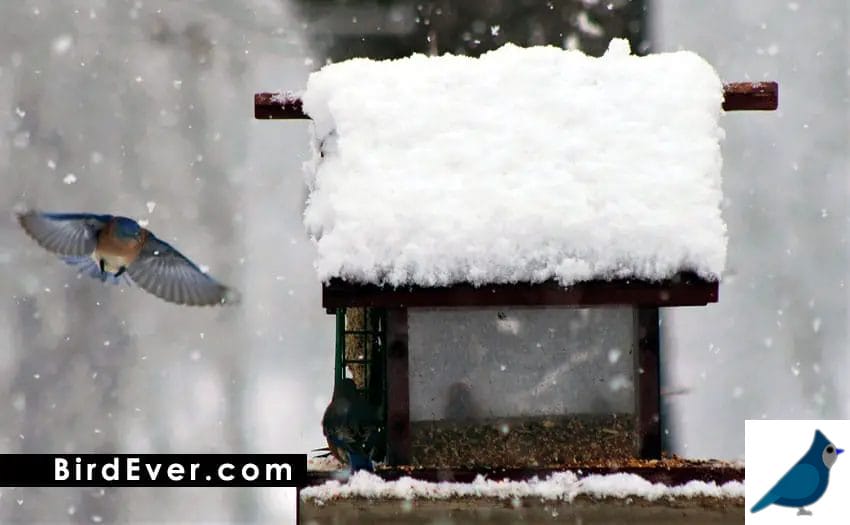 Do Birds Use Birdhouses In The Winter