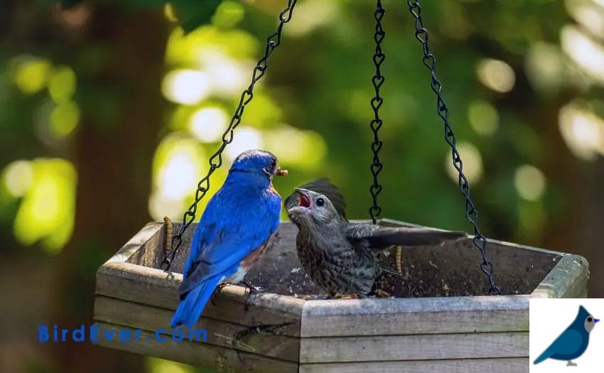 How To Feed A Baby Bluebird?