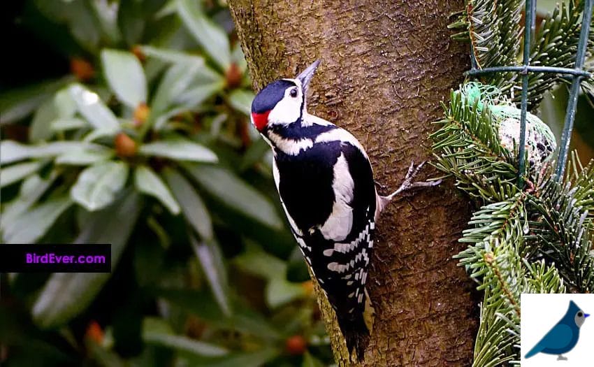 How To Get Rid Of Woodpeckers On House