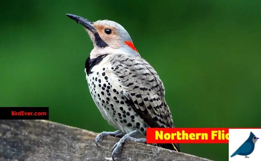 Northern Flicker Look Like Cardinal