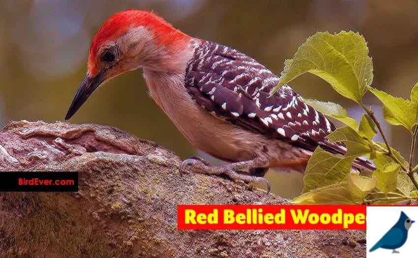Red Bellied Woodpecker Look Like Cardinal