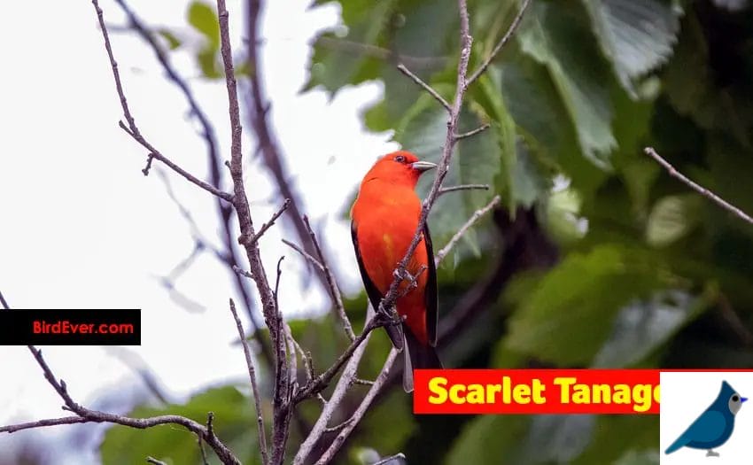 Scarlet Tanager Look Like Cardinal
