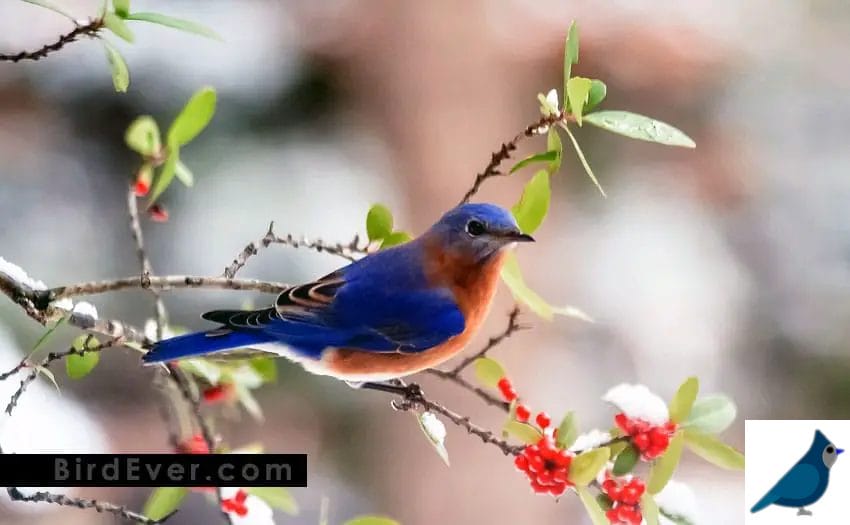What Do Bluebirds Eat In The Summer Time?