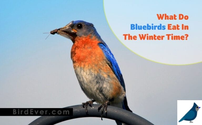 What Do Bluebirds Eat In The Winter Time? | Bluebirds Food Guide