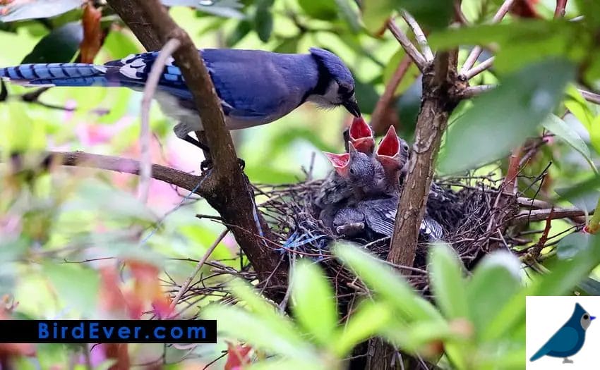 What to Eat Blue Jays?