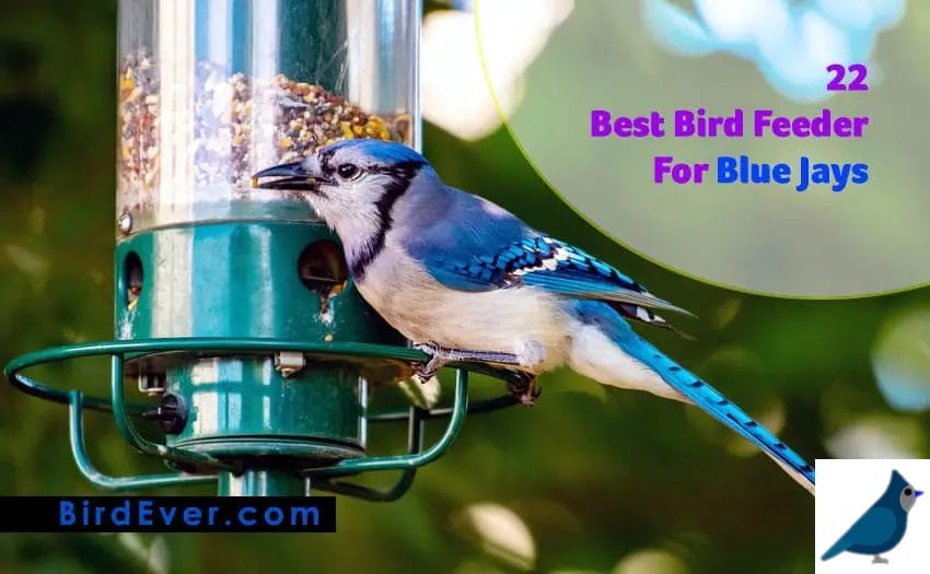 22 Best Bird Feeder For Blue Jays Reviewed by BirdEver