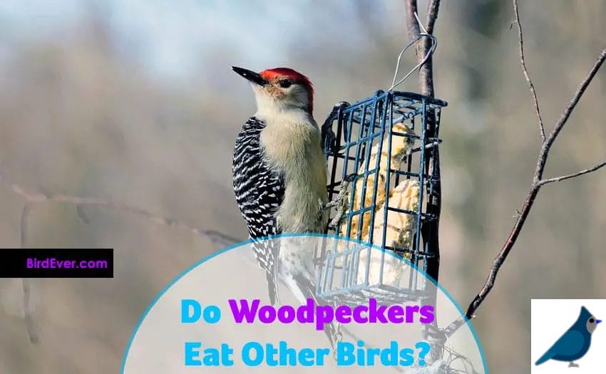 do woodpeckers eat other birds