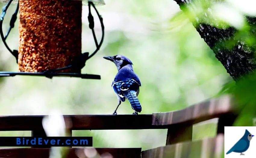 how to attract blue jays in you yard