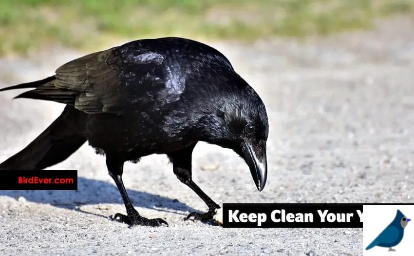keep clean your yard
