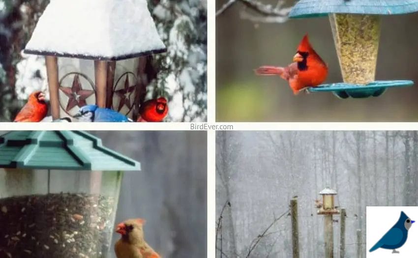 3 Best Cardinal Bird Feeder