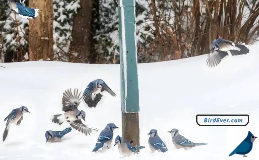 What To Feed Birds In Winter