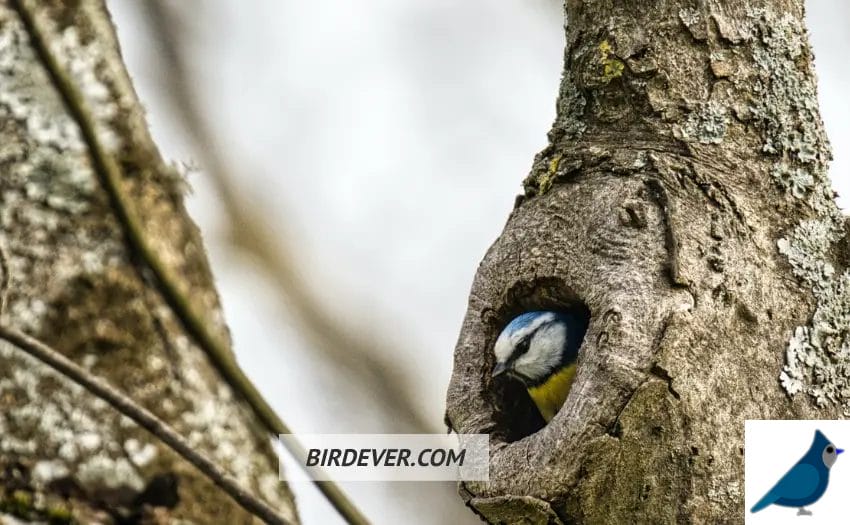 5 Key Facts About Bird Nest Cavities