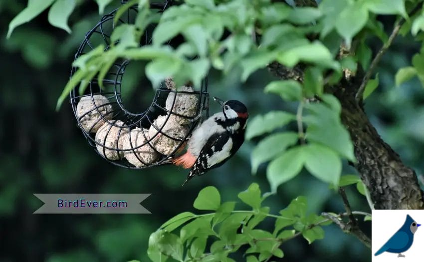 6 Interesting Facts About Woodpeckers