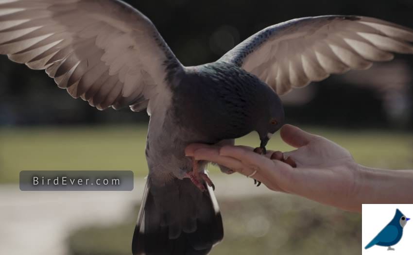 6 Secrets To Feeding Wild Birds Cheaply