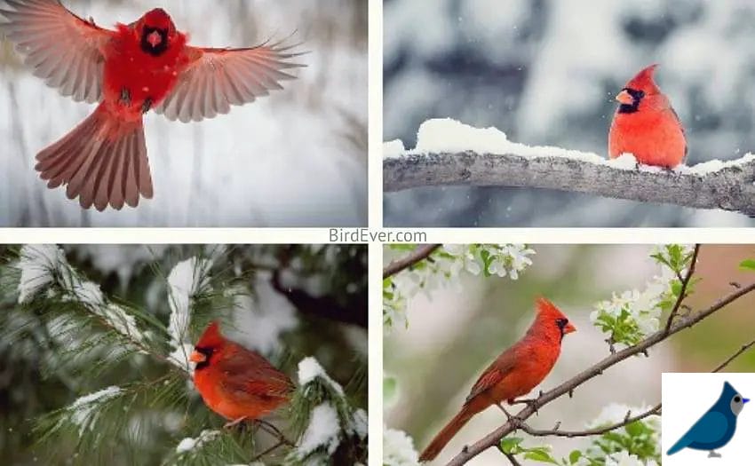 Do Cardinal Mate For Life