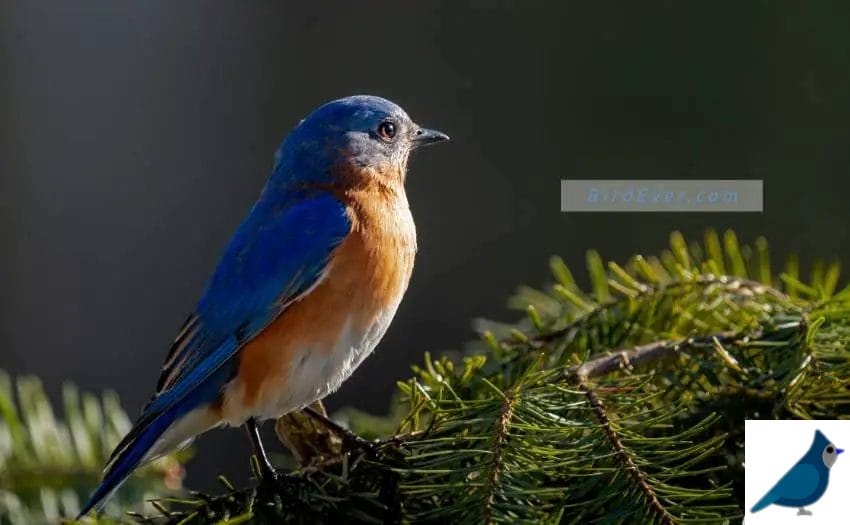 7 Cute Facts About Mountain Bluebirds