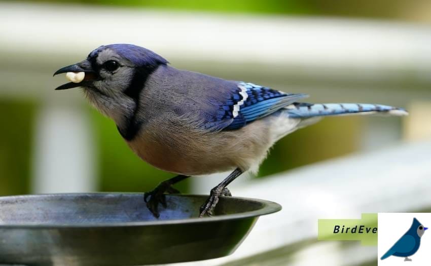 9 Fun Facts About Blue Jays Feeding