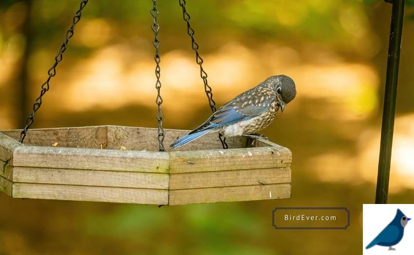 9 Methods To Attract Bluebirds To Mealworms