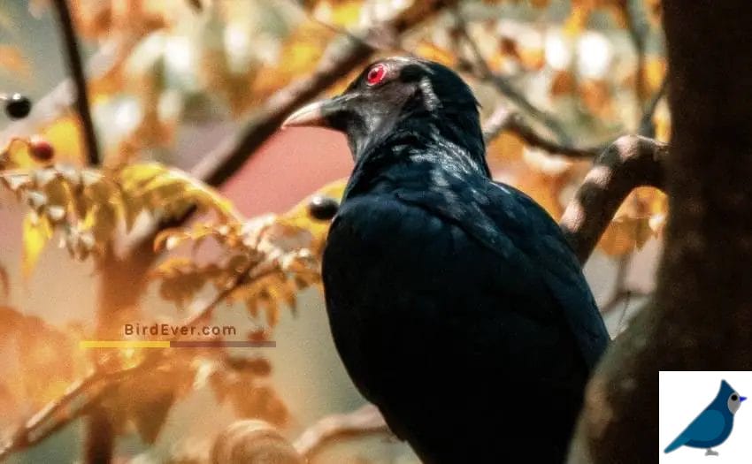 9 Splendid Cuckoo Facts