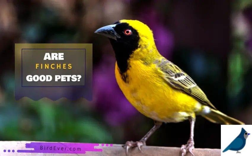 Are Finches Good Pets