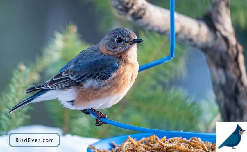 Attract Bluebirds To Mealworms