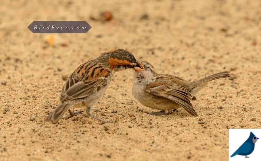 Birds Feed Their Baby