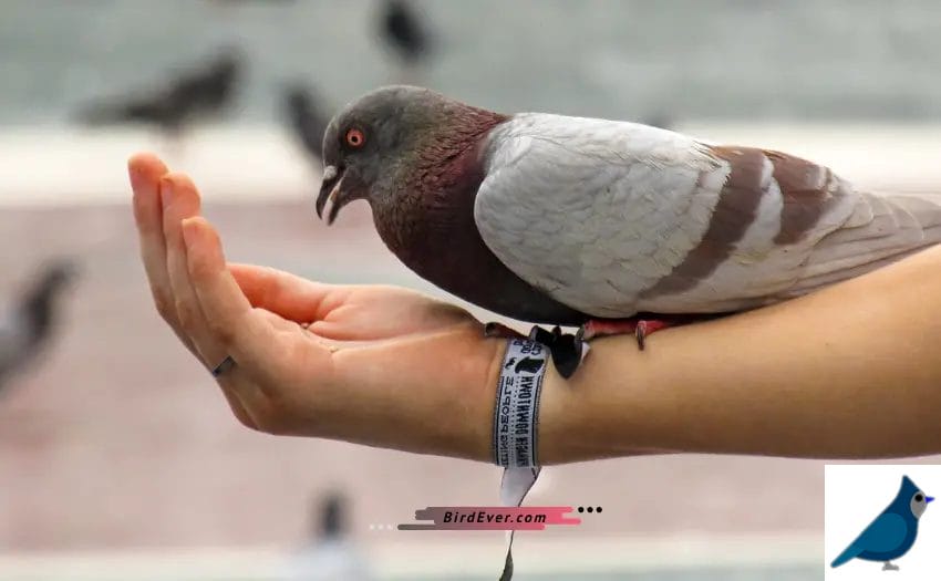 Can Birds Eat Human Food