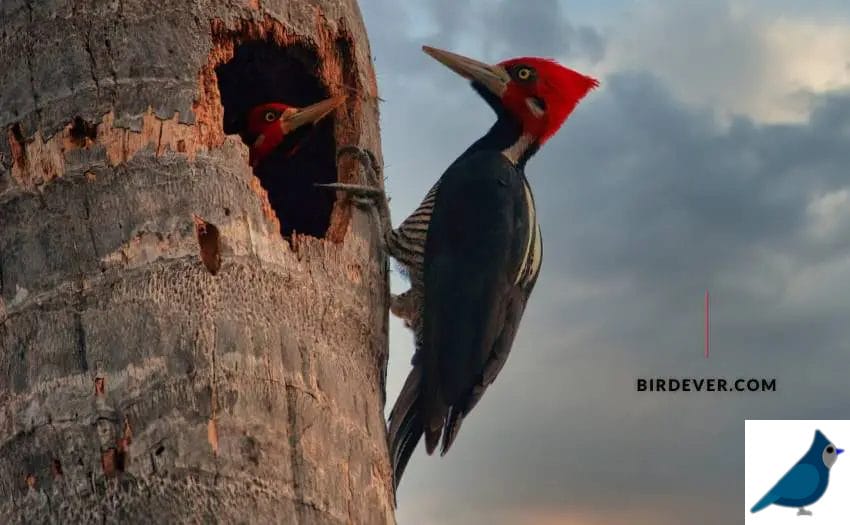 Can Woodpeckers Peck So Fast