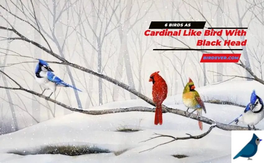Cardinal Like Bird With Black Head