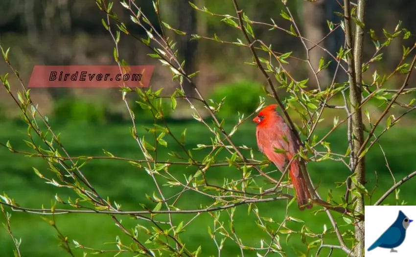 Cardinal Like Birds