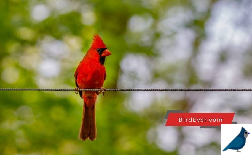 Cardinals Reuse Their Nests