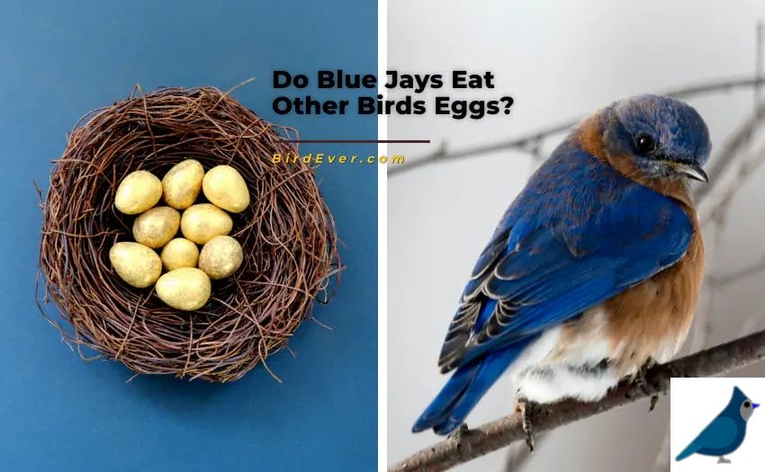 Do Blue Jays Eat Other Birds Eggs