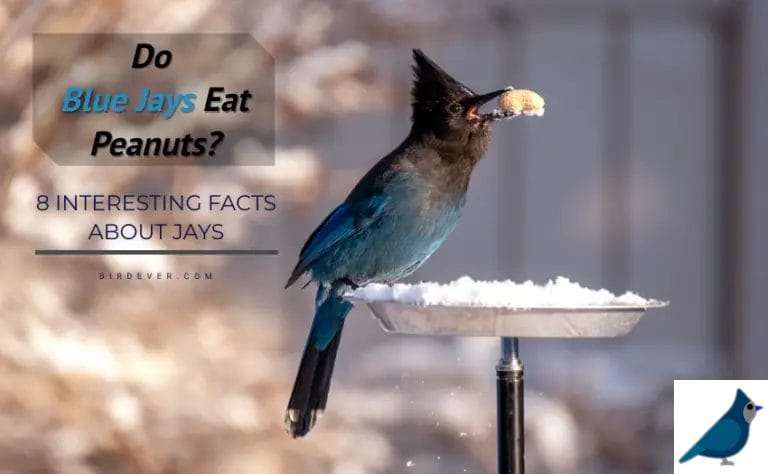 Do Blue Jays Eat Peanuts? – 8 Pleasing Facts To Know About Jays