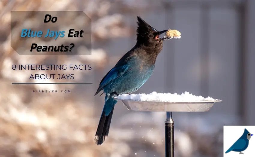 Do Blue Jays Eat Peanuts