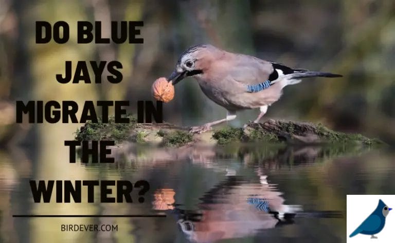 Do Blue Jays Migrate In The Winter? 7 Facts About Their Migration Patterns & Habitat