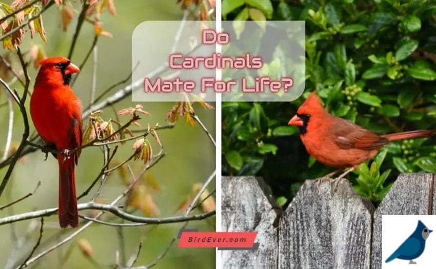 Do Cardinals Mate For Life