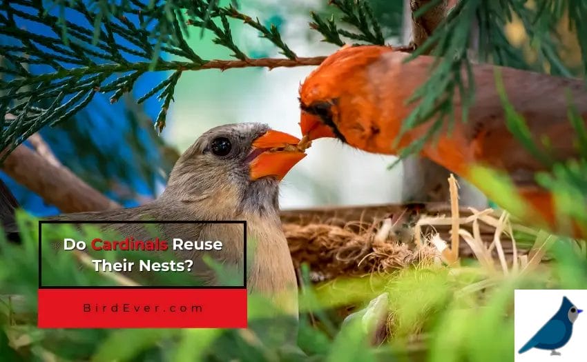 Do Cardinals Reuse Their Nests