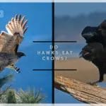 Do Hawks Eat Crows? – The Truth Behind the Myth and the Reality