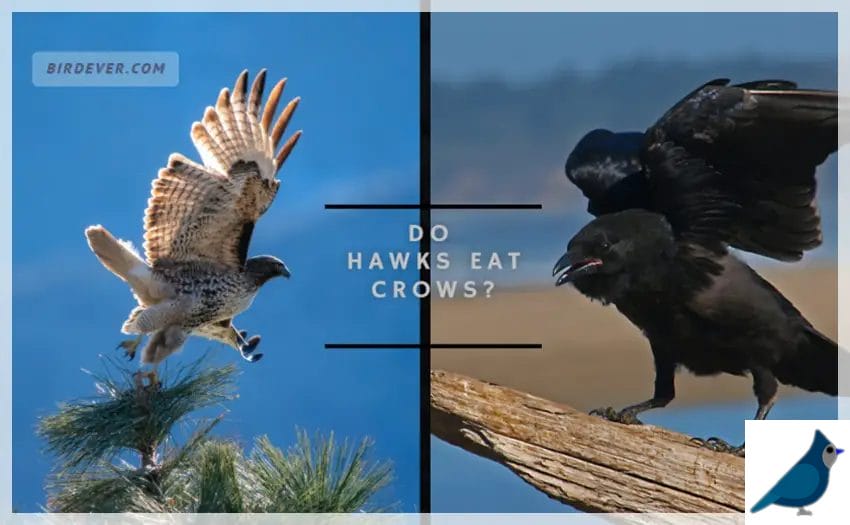 Do Hawks Eat Crows
