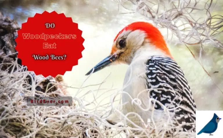 Do Woodpeckers Eat Wood Bees? 6 Things You Didn’t Know About Woodpeckers