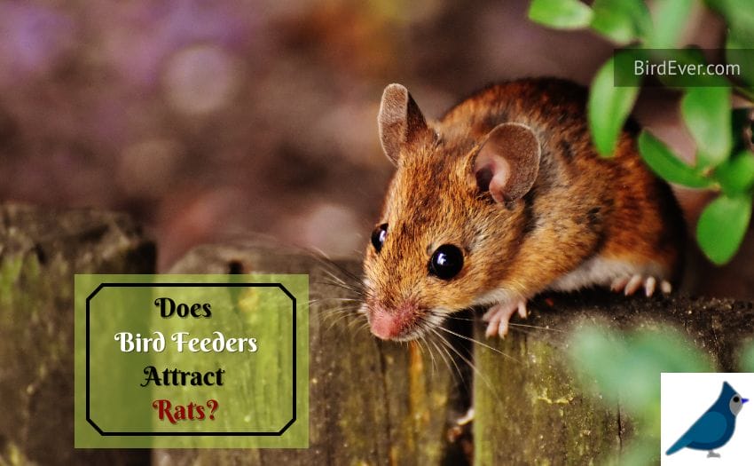 Does Bird Feeders Attract Rats
