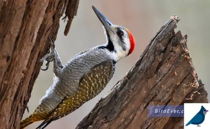 Get Rid Of Woodpeckers