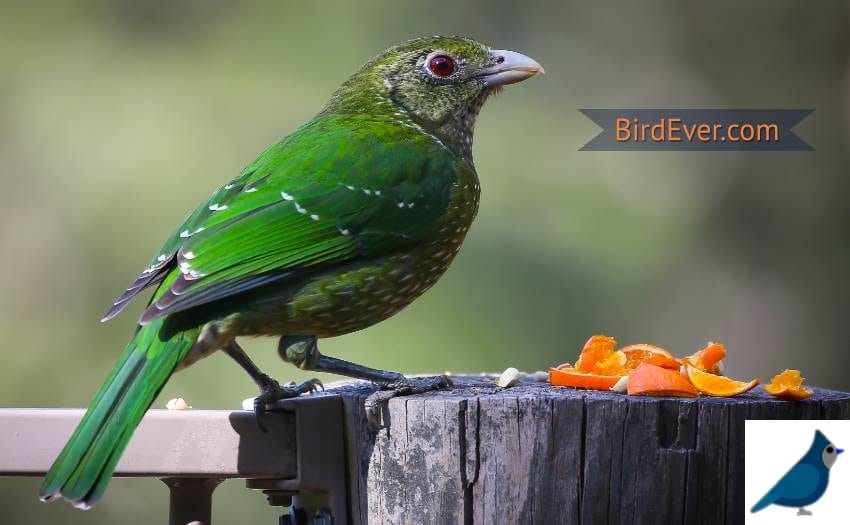 Harmful wild birds foods