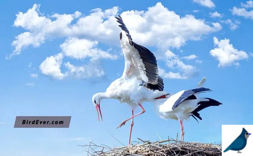 Highest-Flying-Birds